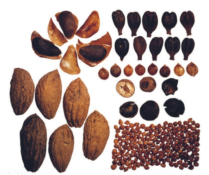 Historische Pflanzenreste Historische Pflanzenreste