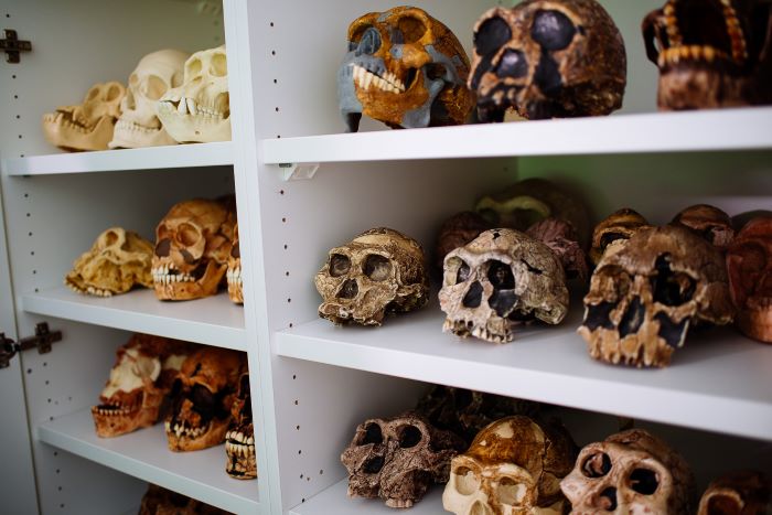 Shelf with skulls from the digital cast collection of the Neanderthal Museum Foundation.