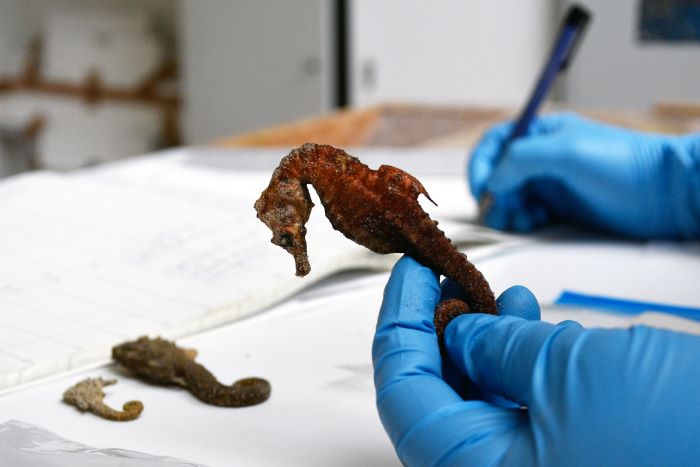 Three seahorses, one of them in one hand for closer inspection, lying on a surface.